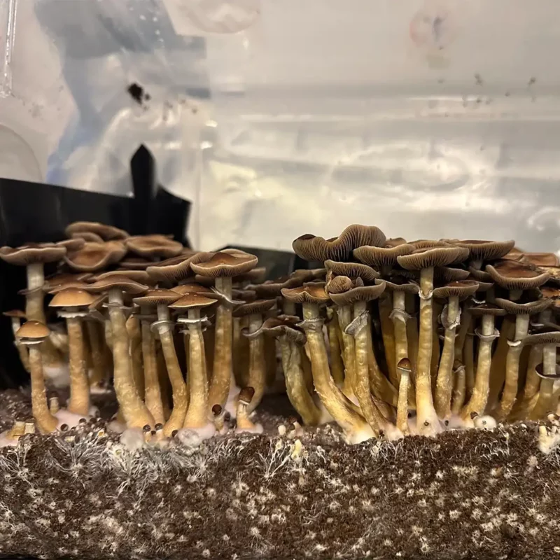 Large flush of B+ cubensis mushrooms in a tub