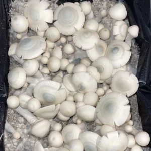 large flush of APE albino cubensis mushrooms on substrate
