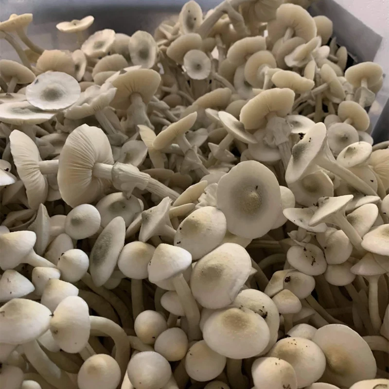 large flush of APE revert cubensis mushrooms on substrate