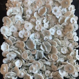 large flush of Averys Albino Isolated Spore Syringe mushrooms on substrate