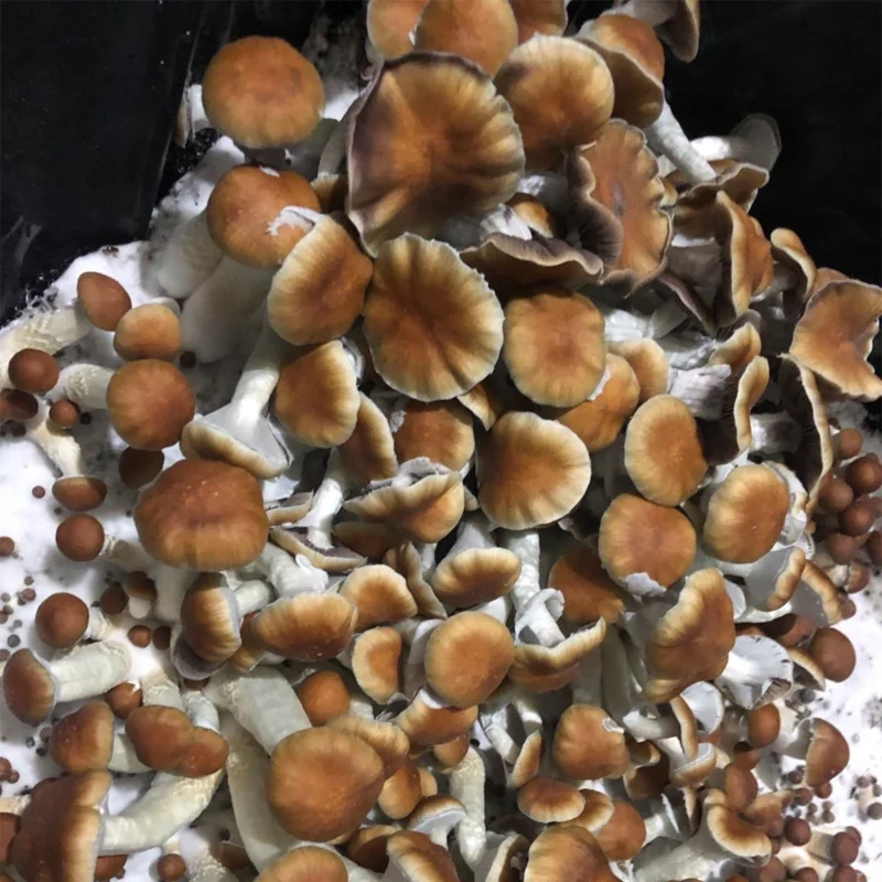 large flush of blue magnolia cubensis mushrooms on substrate