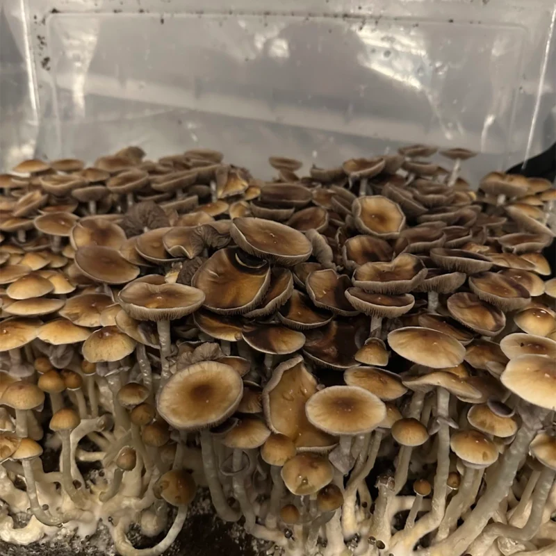 large flush of blue meanie cubensis mushrooms on substrate