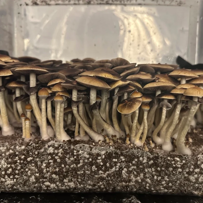 large flush of golden teacher cubensis mushrooms on substrate