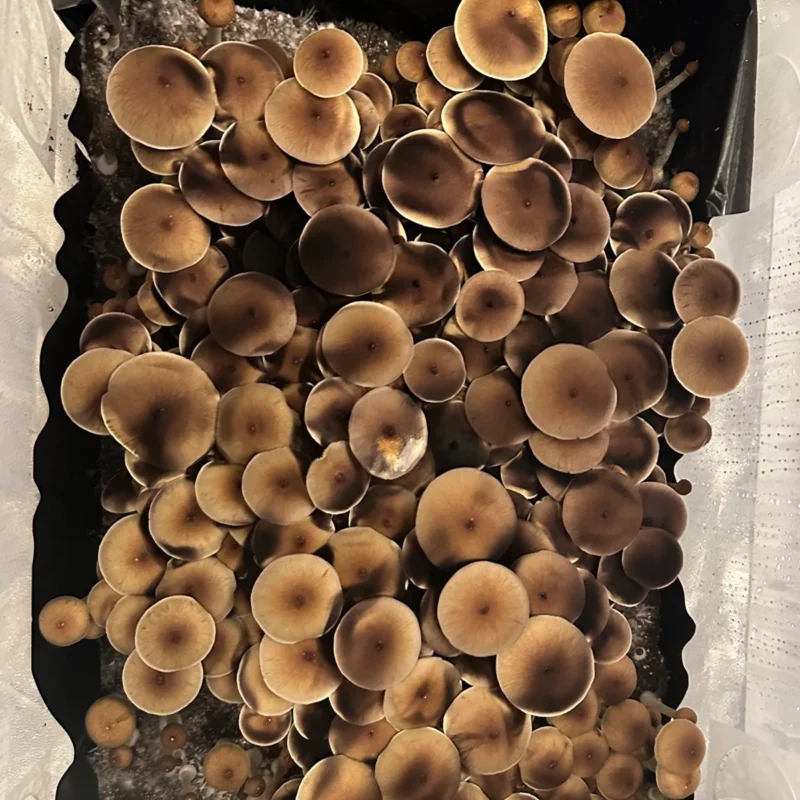 large flush of golden teacher spore syringe cubensis mushrooms on substrate