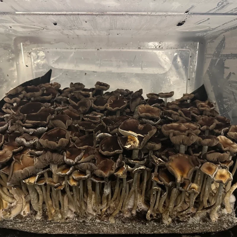 large flush of stargazer cubensis mushrooms on substrate