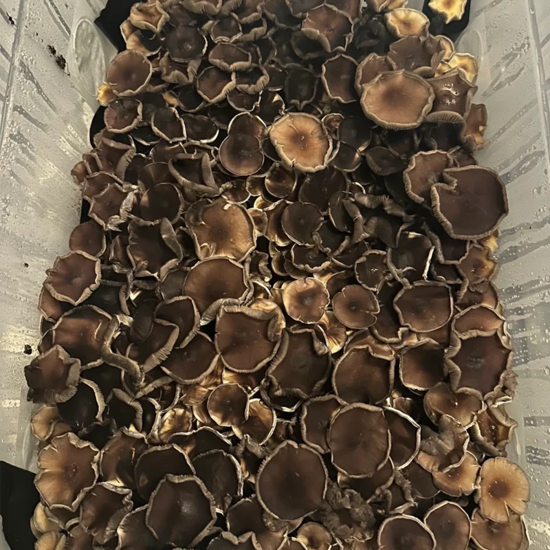 large flush of stargazer cubensis mushrooms on substrate
