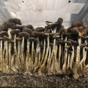 large flush of stargazer cubensis mushrooms on substrate