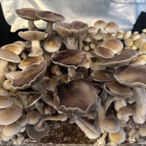 large flush of white teacher cubensis mushrooms on substrate