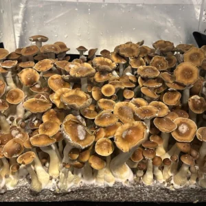 large flush of jedi mind fuck isolated spore syringe mushrooms