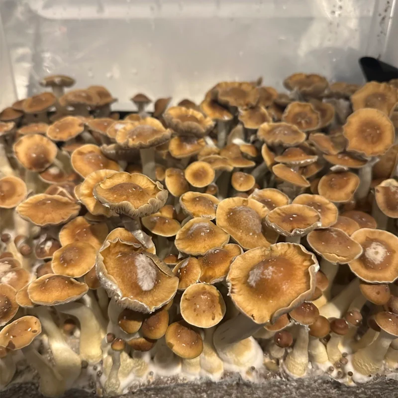 large flush of jmf cubensis mushrooms
