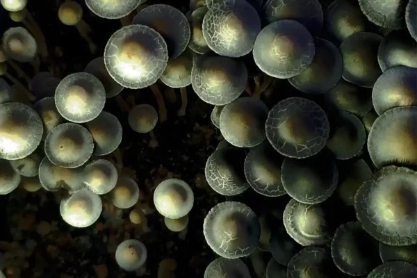 Large flush of MIB panaeolus cyanescens mushrooms in a tub