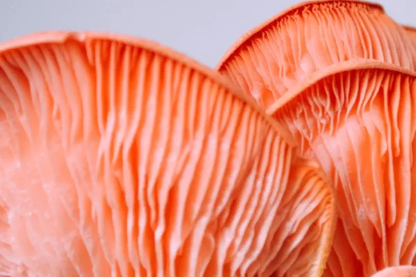 pink-oyster-mushroom-sideview