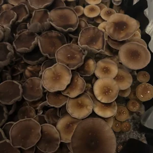 b+ spore print mushrooms in a tub
