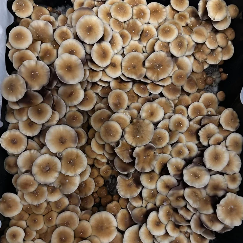 large flush of Orissa India Spore Syringe mushrooms on substrate