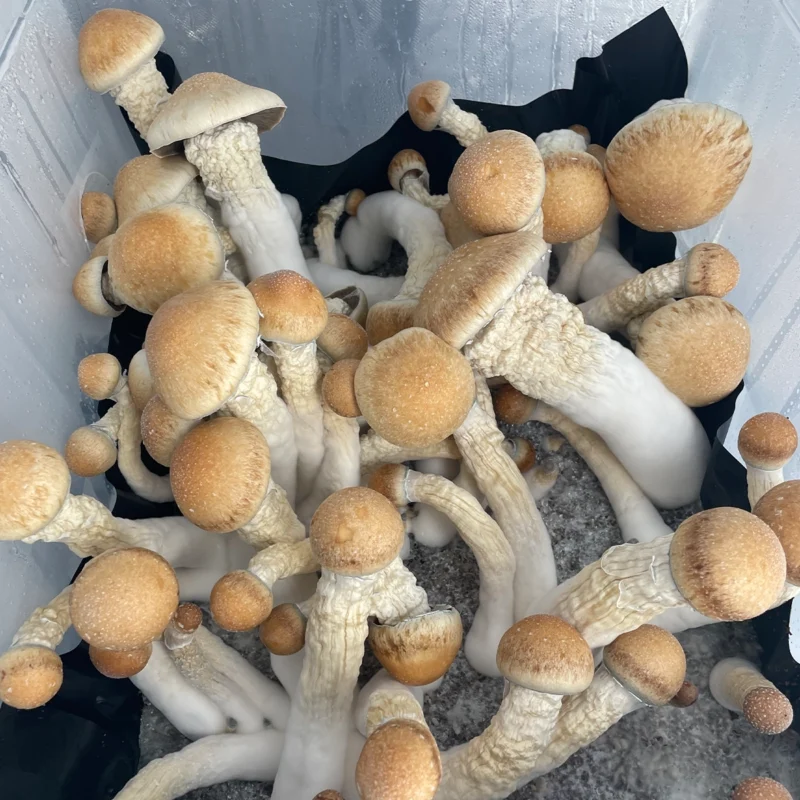 large flush of PE cubensis mushrooms on substrate