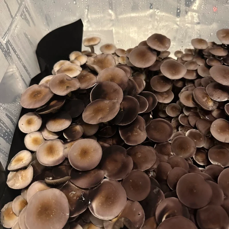 large flush of Amarillo Texas Spore Syringe mushrooms on substrate