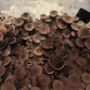 large flush of amarillo texas cubensis spore syringe mushrooms on substrate