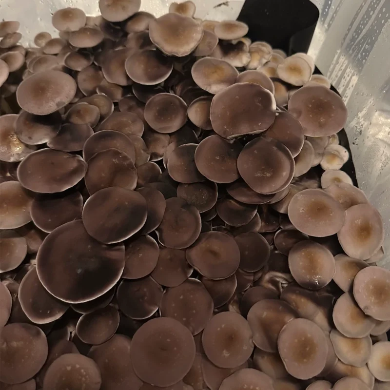 large flush of amarillo texas spore syringe mushrooms on substrate