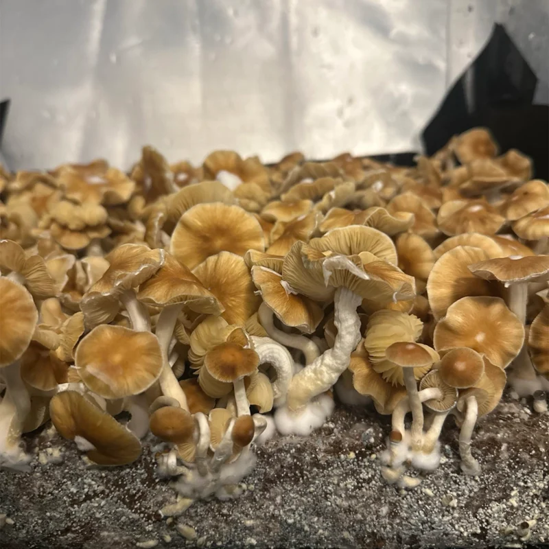 large flush of illusion weaver isolated Spore Syringe mushrooms on substrate