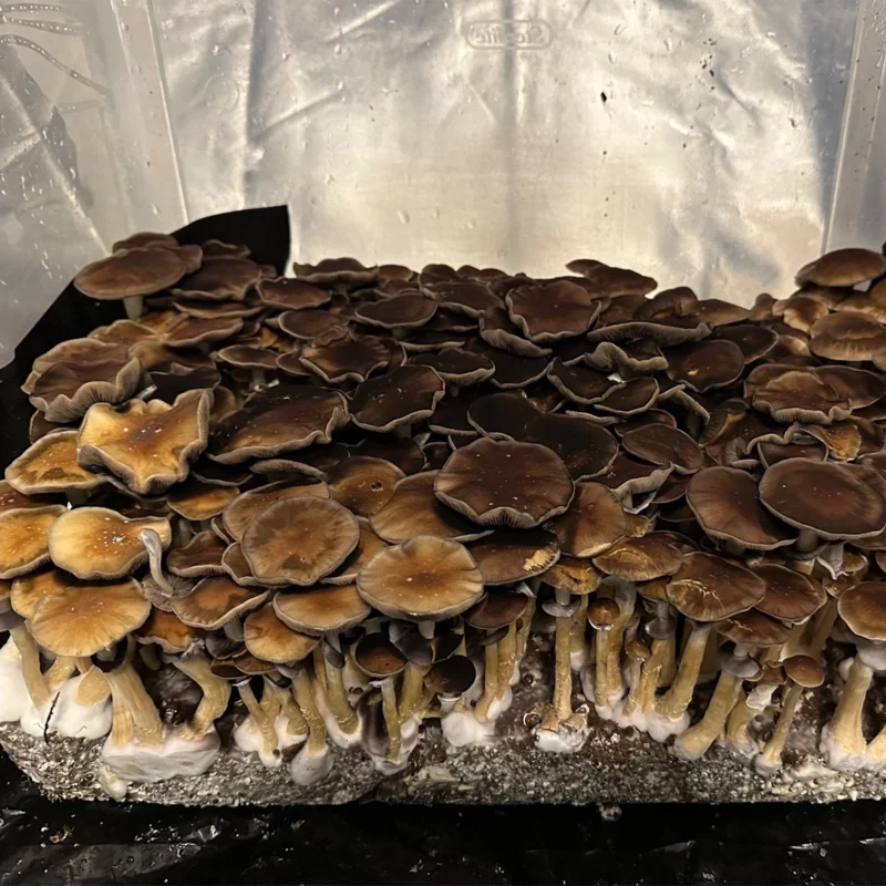 large flush of Koh Samui Super Strain Spore Syringe mushrooms on substrate