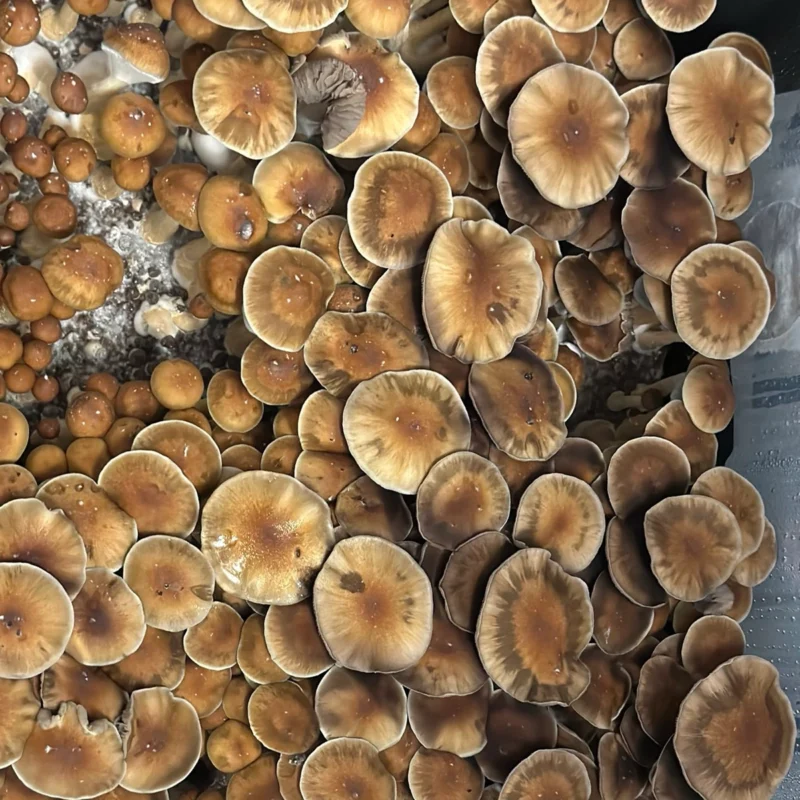 large flush of Koh Samui Super Strain Spore Syringe mushrooms on substrate