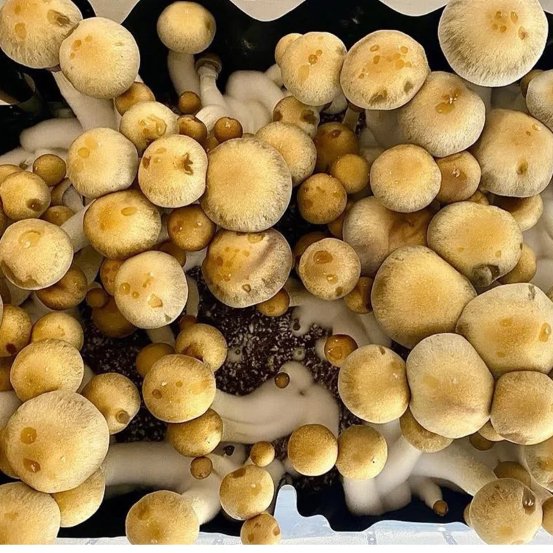 large flush of Hillbilly Isolated Spore Syringe mushrooms on substrate
