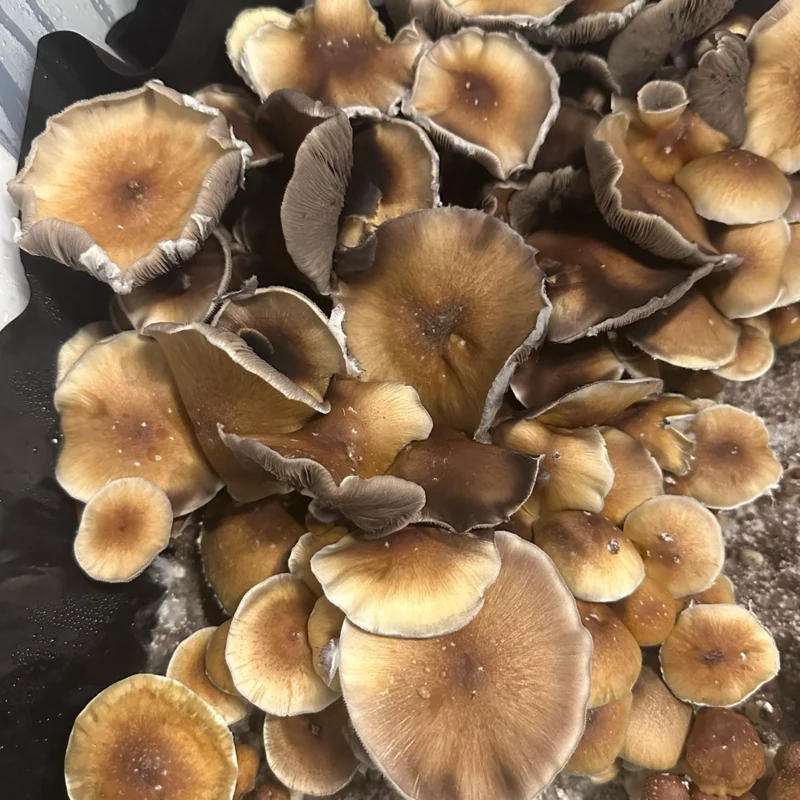 large flush of hawaii Spore Syringe mushrooms on substrate