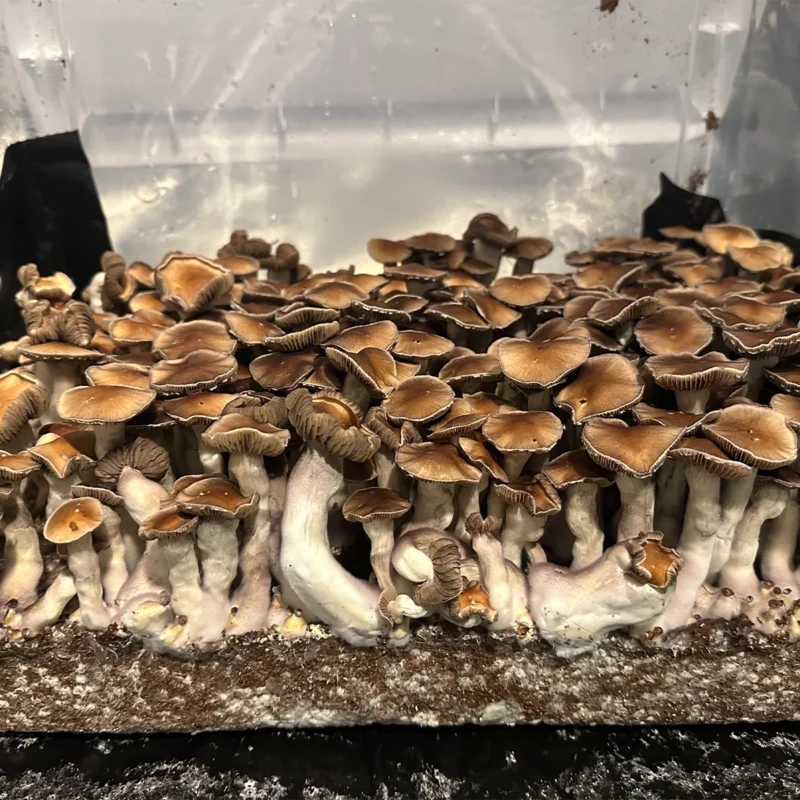 large flush of nezuko spore syringe