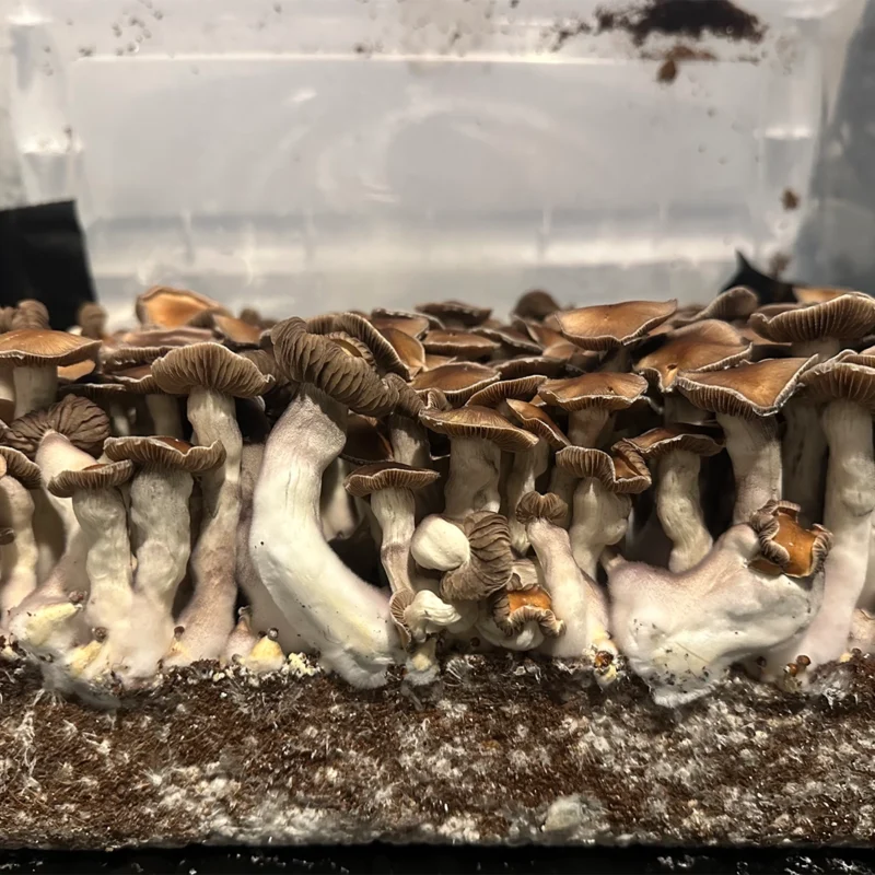 large flush of nezuko spore syringe
