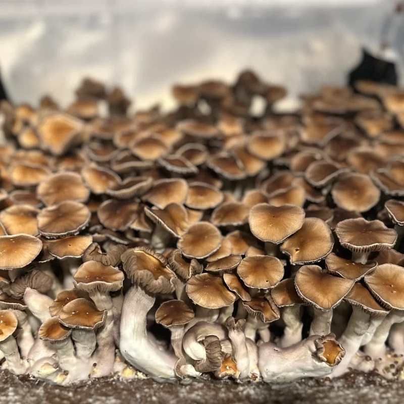 large flush of nezuko spore syringe