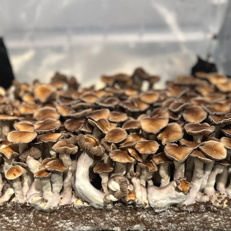 large flush of nezuko spore syringe