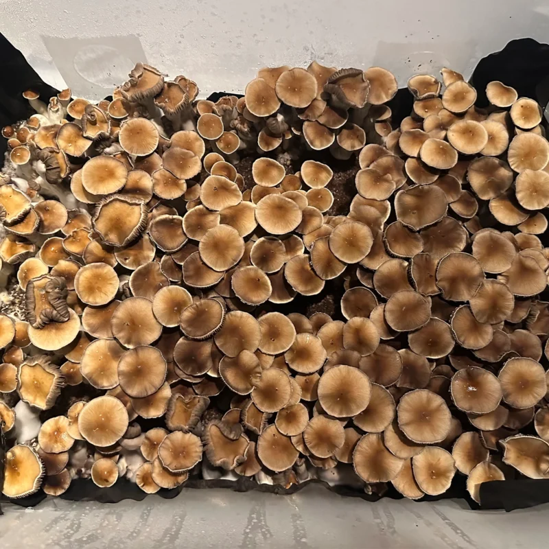 large flush of nezuko spore syringe