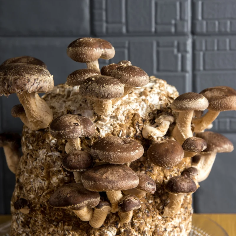 shiitake mushrooms growing in a bag in front of a black backround
