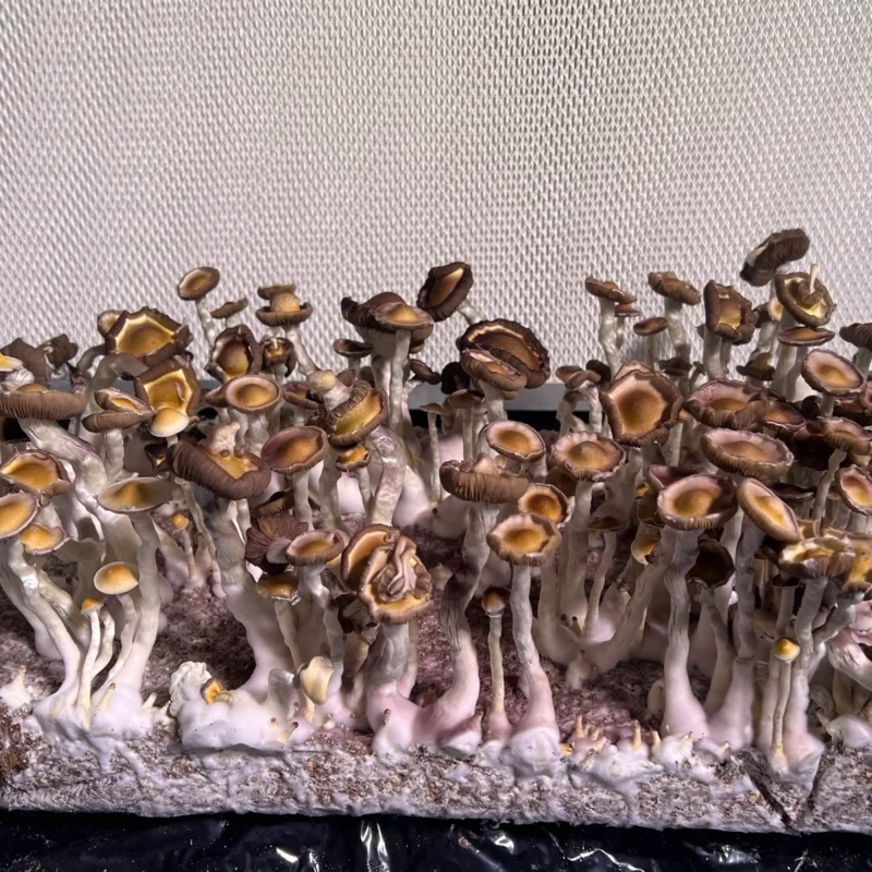 large flush of sibu spore syringe