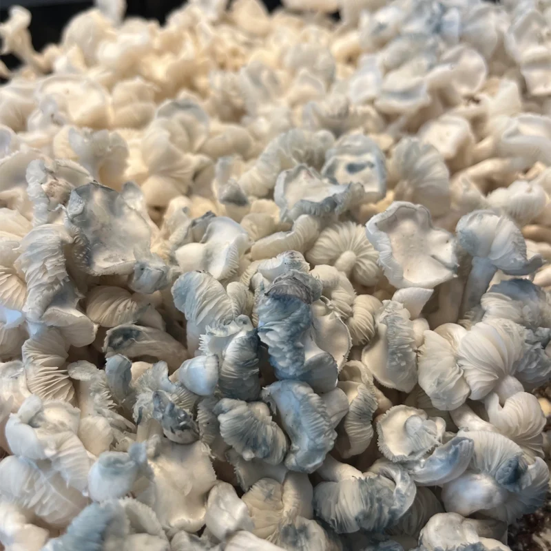 large flush of white colored true albino teacher mushrooms