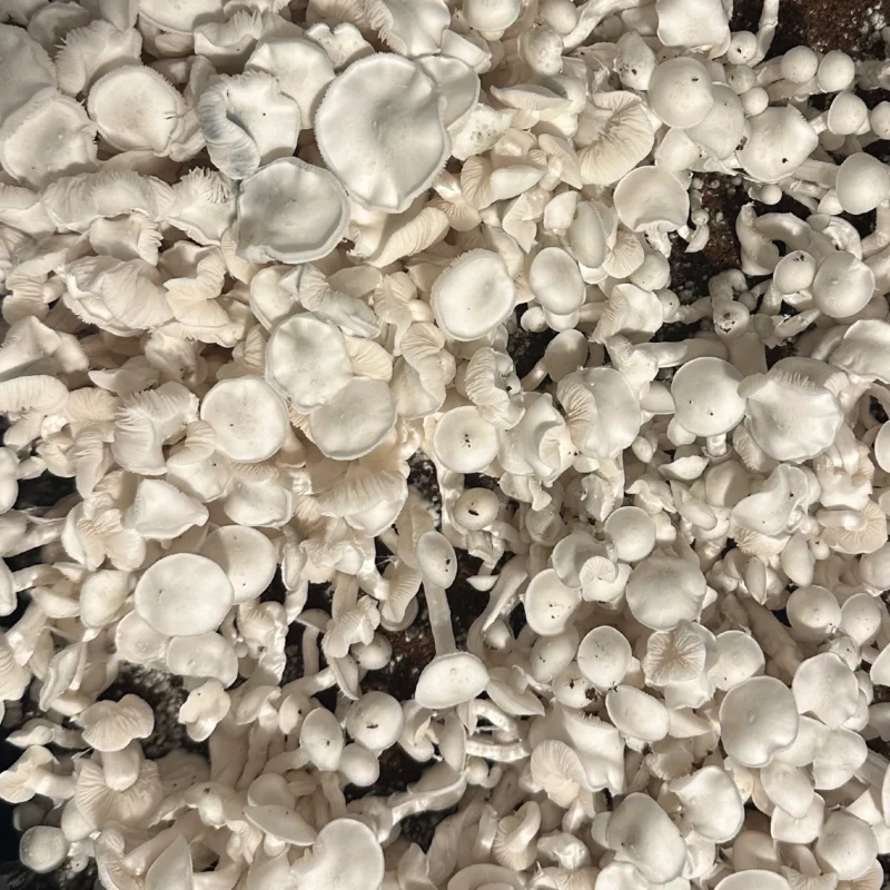 large flush of white colored true albino teacher mushrooms