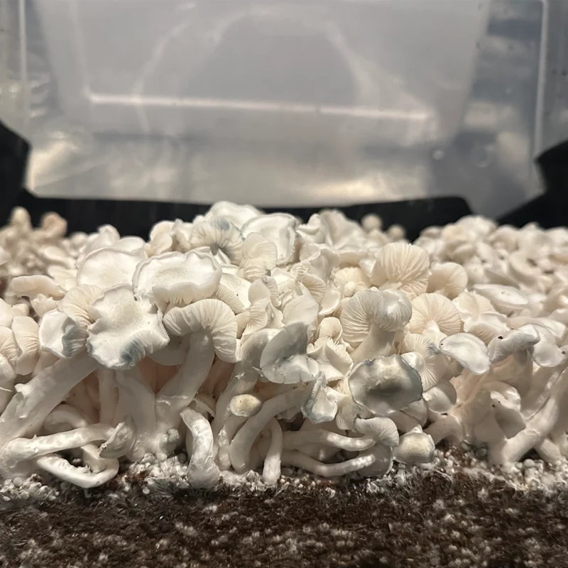 large flush of white colored true albino teacher mushrooms