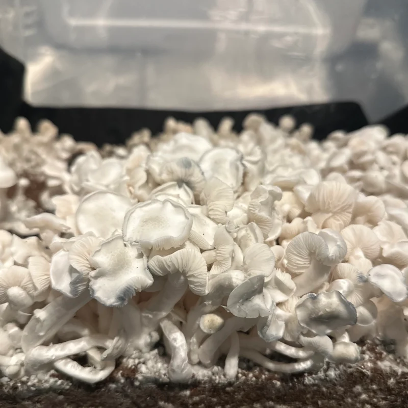 large flush of white colored true albino teacher mushrooms