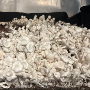 large flush of white colored true albino teacher isolated spore syringe mushrooms