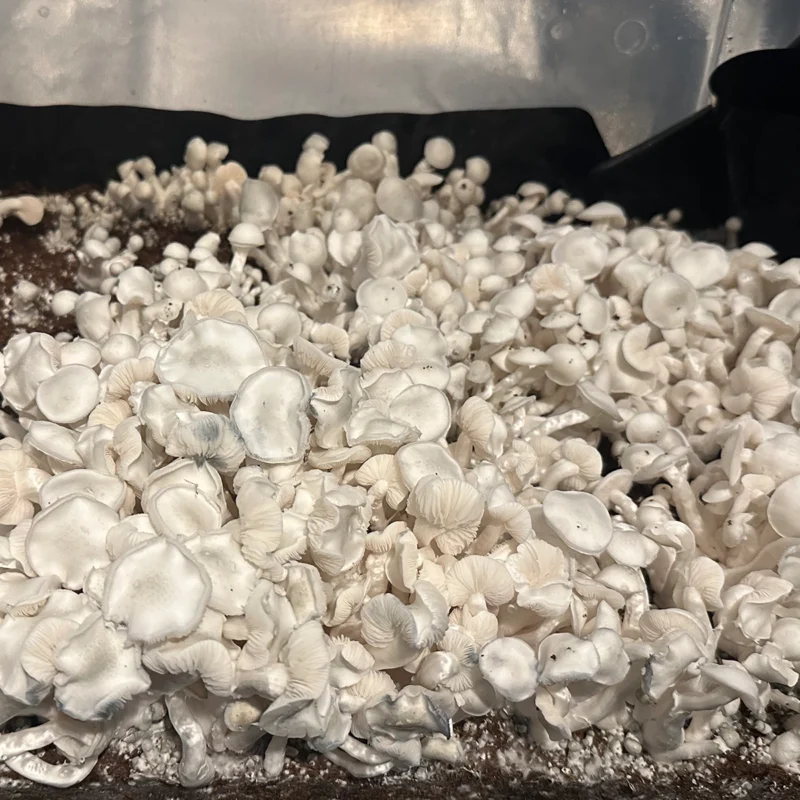 large flush of white colored true albino teacher isolated spore syringe mushrooms