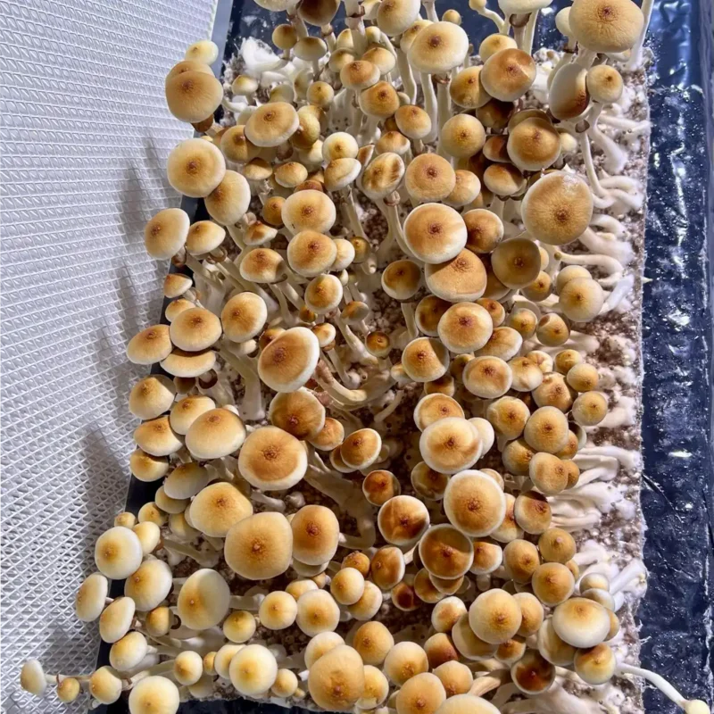 large flush of colombian rust spore syringe mushrooms