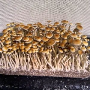 large flush of colombian rust spore syringe mushrooms
