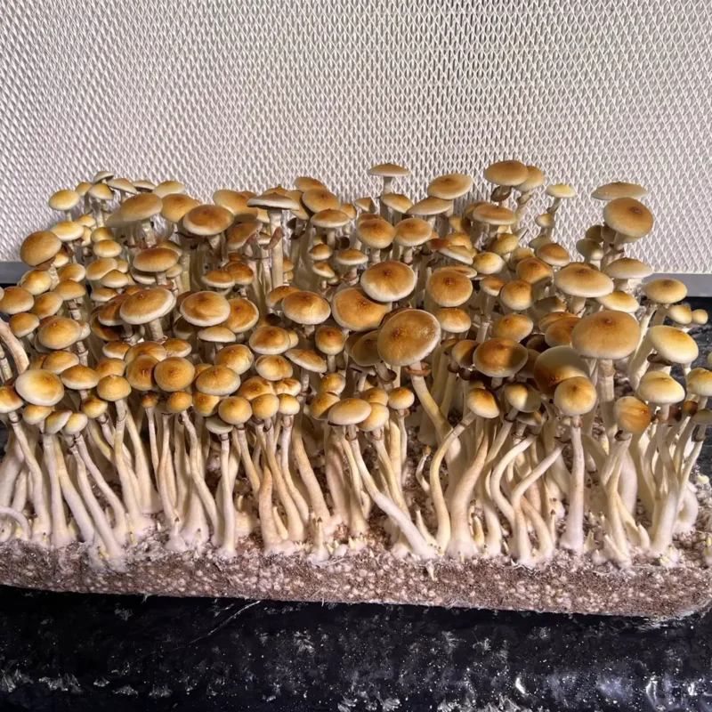 large flush of colombian rust spore syringe mushrooms