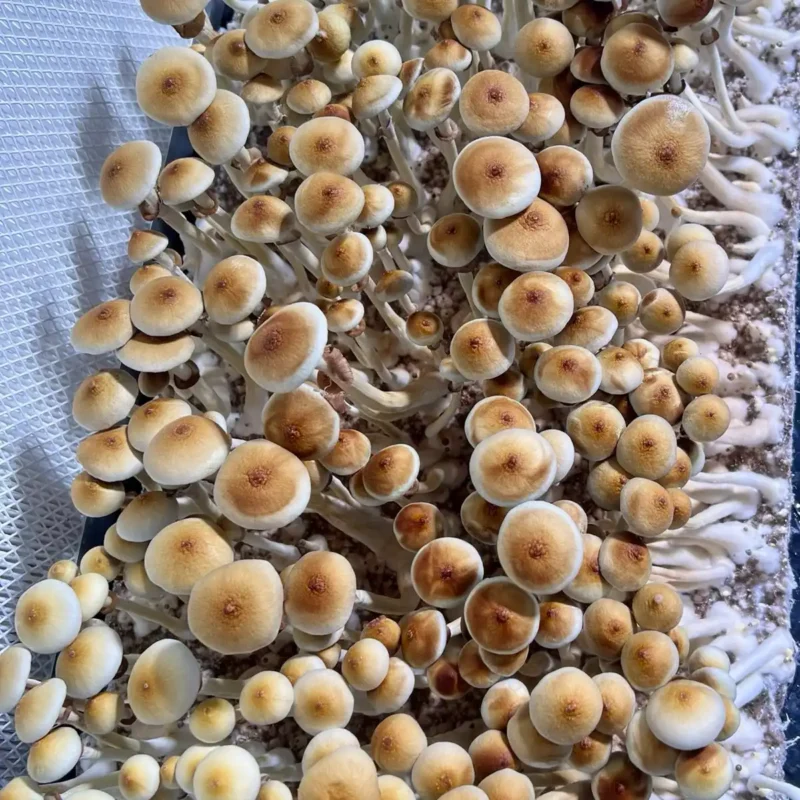 large flush of colombian rust spore syringe mushrooms