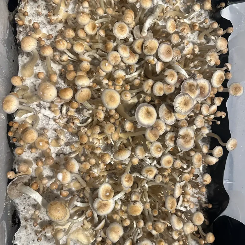 large flush of natalensis super strain isolated spore syringe mushrooms