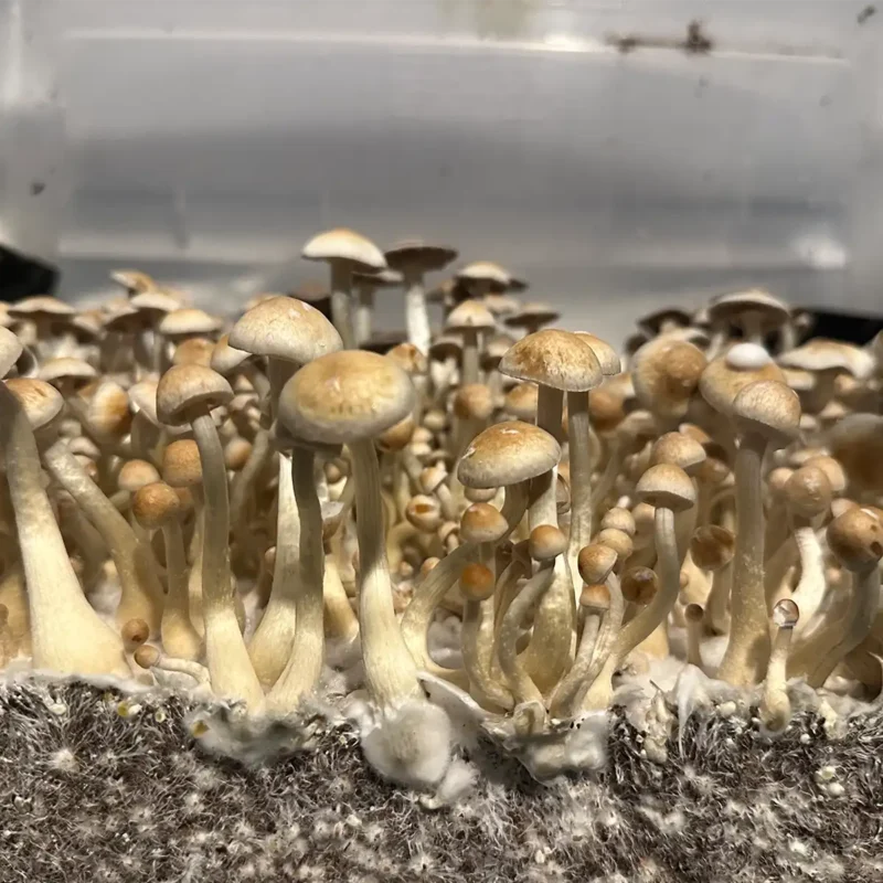 large flush of natalensis super strain isolated spore syringe mushrooms