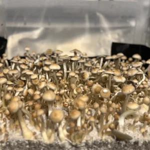 large flush of natalensis super strain isolated spore syringe mushrooms