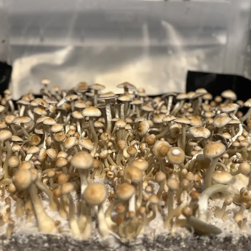 large flush of natalensis super strain isolated spore syringe mushrooms