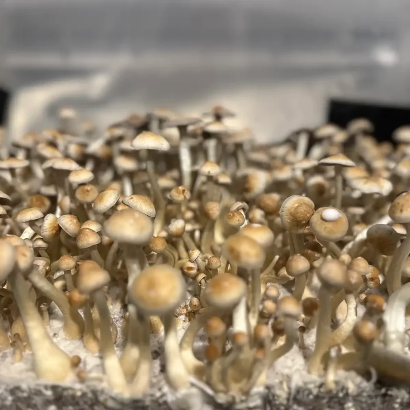 large flush of natalensis super strain isolated spore syringe mushrooms
