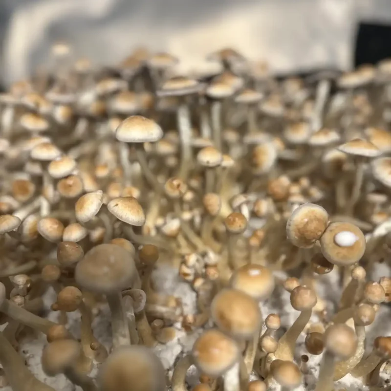 large flush of natalensis super strain isolated spore syringe mushrooms